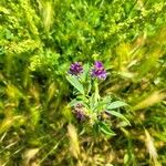 Medicago sativaFlower