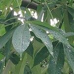 Ceiba pentandra Leaf