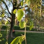 Populus balsamifera List