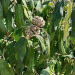 Viburnum rhytidophyllumLeaf