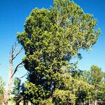 Pinus albicaulis Habit