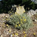 Helichrysum italicum Цветок