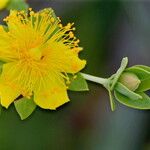 Hypericum myrtifolium Flor