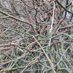 Salix aurita Φλοιός