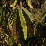 Flemingia grahamiana Leaf