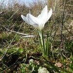 Crocus carpetanus Habit