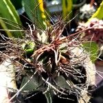 Astrophytum capricorne Leht