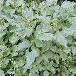 Chenopodiastrum murale Habit