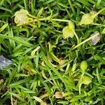 Sagina procumbens പുറംതൊലി