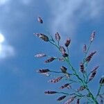 Eragrostis tenella Flower