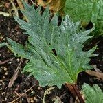 Rheum palmatum Likasa
