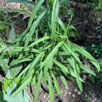 Artemisia dracunculus Leht