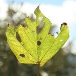 Dombeya ciliata Folla