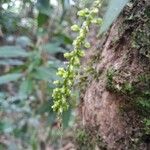 Oberonia disticha Çiçek