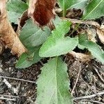 Solidago virgaurea Folha