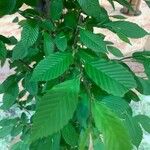 Carpinus orientalis葉