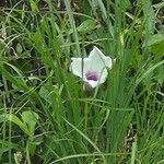 Ipomoea pandurata Flors