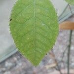 Rosa × centifolia Blatt