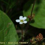 Saxifraga adscendens Λουλούδι