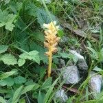 Orobanche flava Flor