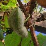 Dioscorea villosa Fruit