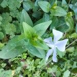 Vinca difformis Hoja