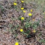 Calendula suffruticosa 整株植物