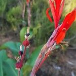 Canna x generalis Fruit