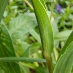 Tragopogon orientalis Blad