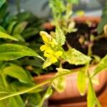 Brassica juncea Flower