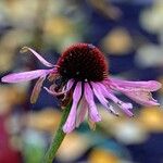 Echinacea purpurea Цвят