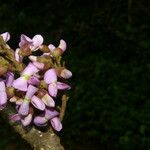 Lonchocarpus macrophyllus Virág