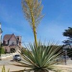 Yucca elata Frunză