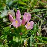 Centaurium littorale Квітка