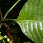 Psychotria panamensis Leaf