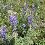 Lupinus sericeus 花