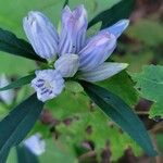 Gentiana saponaria Квітка