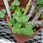 Oxalis megalorrhiza Hoja