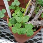 Oxalis megalorrhiza Листок