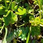 Ranunculus alpestris Leaf