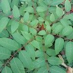 Toona sinensis List