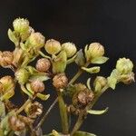 Radiola linoides Frukto