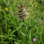 Centaurea sulphurea Цвят