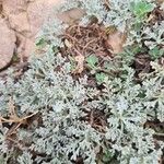 Artemisia caerulescensLapas