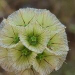 Lomelosia stellata Fleur