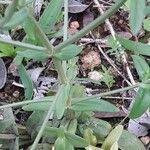 Centaurium littorale Leaf