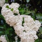 Pyracantha coccineaBlomst