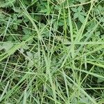 Dichanthium annulatum आदत