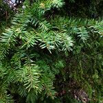 Taxus canadensis Folio