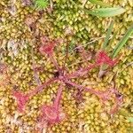 Drosera rotundifoliaBlodyn